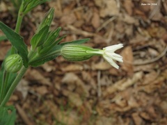 Behenantha