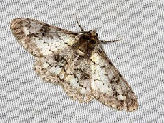 Ascotis reciprocaria