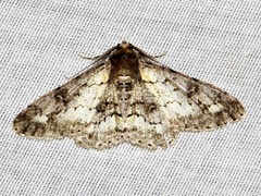 Ascotis reciprocaria