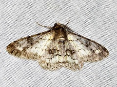 Ascotis reciprocaria