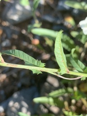 Convolvulus sagittatus