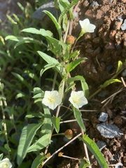 Convolvulus sagittatus