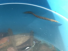 Macrognathus maculatus