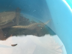 Macrognathus maculatus