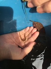 Macrognathus maculatus