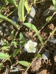 Convolvulus sagittatus