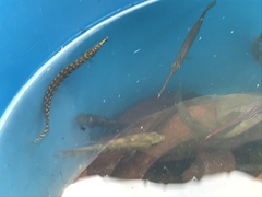 Macrognathus maculatus