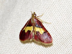 Bostra xanthorhodalis