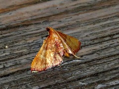 Endotricha erythralis