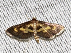Syngamia