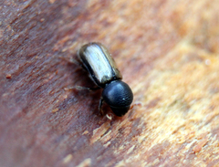 Trypodendron domesticum