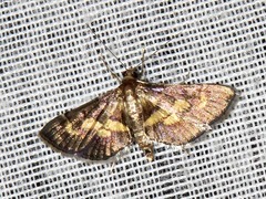 Syngamia