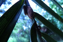 Aetalion reticulatum