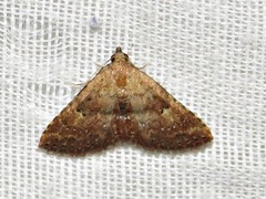 Cerynea thermesialis