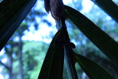 Aetalion reticulatum