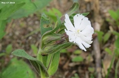 Behenantha