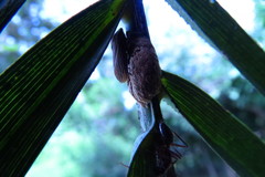 Aetalion reticulatum