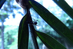 Aetalion reticulatum