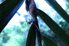 Aetalion reticulatum