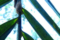 Aetalion reticulatum