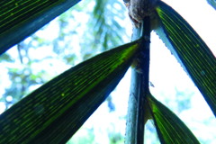 Aetalion reticulatum