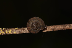 Austrochloritis brevipila