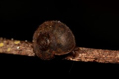 Austrochloritis brevipila