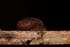 Austrochloritis brevipila