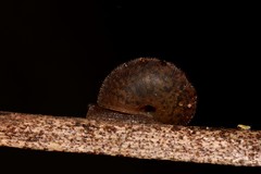 Austrochloritis brevipila