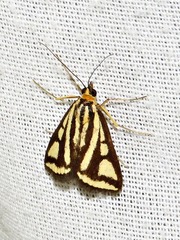 Loxostege venustalis