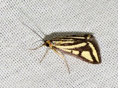 Loxostege venustalis