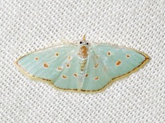 Comostolopsis stillata