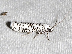 Yponomeuta strigillatus