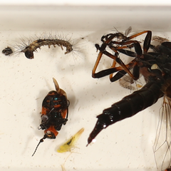 Dicranolaius bellulus