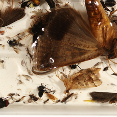 Nacoleia rhoeoalis
