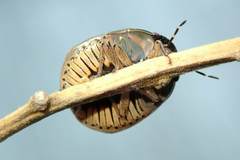 Brachyplatys punctipes