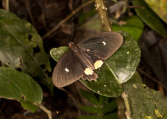 Parides erithalion sadyattes