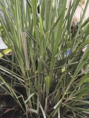 Cymbopogon nardus