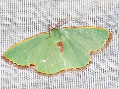 Heterorachis devocata