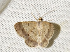 Isturgia deerraria
