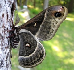 Hyalophora columbia