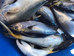 Thunnus atlanticus
