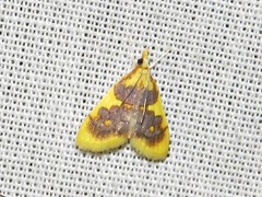 Sameodesma xanthocraspia