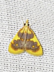 Sameodesma xanthocraspia