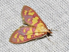Stenochora lancinalis