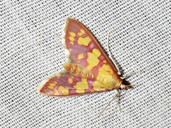 Stenochora lancinalis