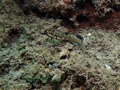 Omobranchus germaini