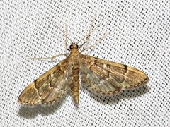 Dolicharthria lanceolalis