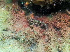 Omobranchus germaini