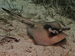 Trygonoptera personata